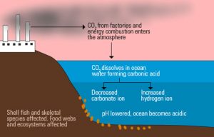 Things to Know About the Impacts of Ocean Acidification
