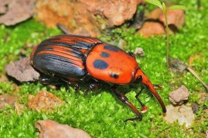 Red Palm Weevil - A Real Threat to Date Palms in Middle East